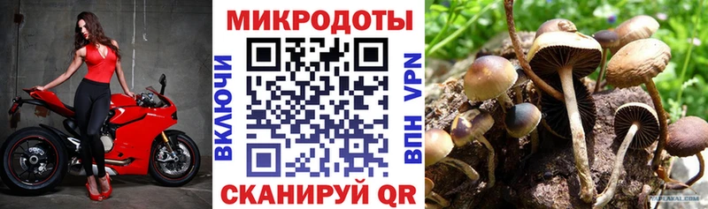 Галлюциногенные грибы Psilocybine cubensis  Белая Калитва 